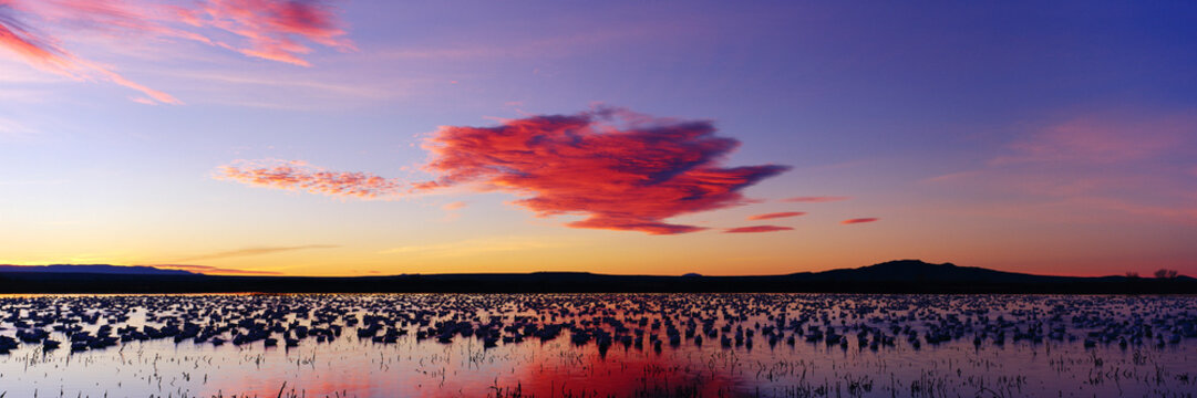 Sandhill cranes on wetlands