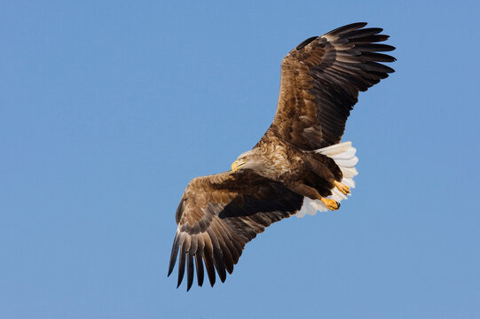 White tailed eagle soaring against clear sky