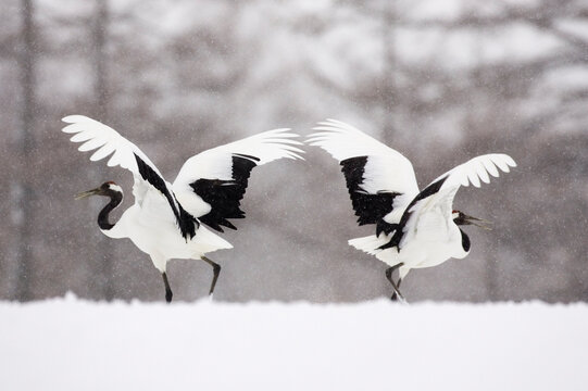 Red crowned cranes flapping wings in snowy winter landscape japan