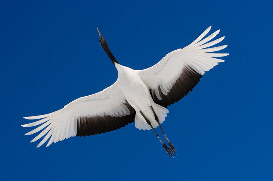 Red crowned crane with outstretched wings