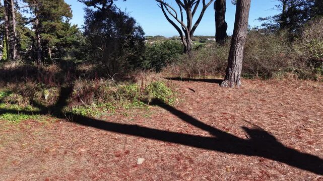 Panning drone footage through the pine woods in bright dappled sunlight over woodland track strewn with pine needles with views through the trees