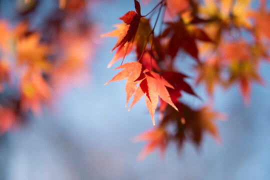 Autumn red maple leaves on a blurred forest background, very shallow focus. Colorful foliage in the autumn park. Excellent background on the theme of autumn, fall.