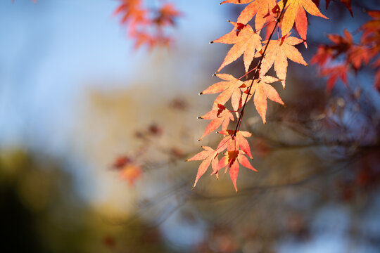 Autumn red maple leaves on a blurred forest background, very shallow focus. Colorful foliage in the autumn park. Excellent background on the theme of autumn, fall.