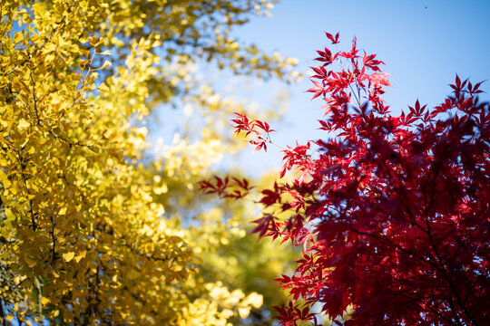 Autumn red maple leaves on a blurred forest background, very shallow focus. Colorful foliage in the autumn park. Excellent background on the theme of autumn, fall.