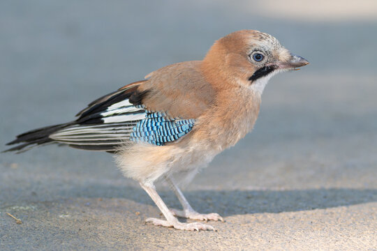 Portrait of a Young Eurasian Jay Standing Outdoors