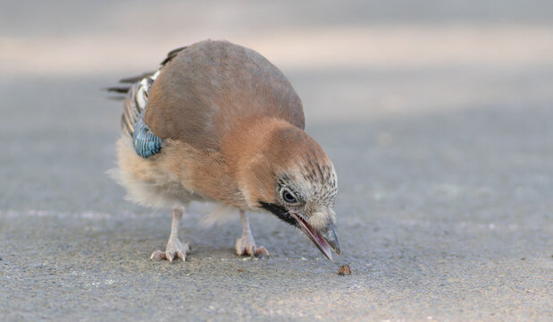 Eurasian Jay Searching for Food on Ground