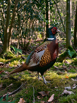 Male Ring-Necked Pheasant Standing on Mossy Ground in Woodland