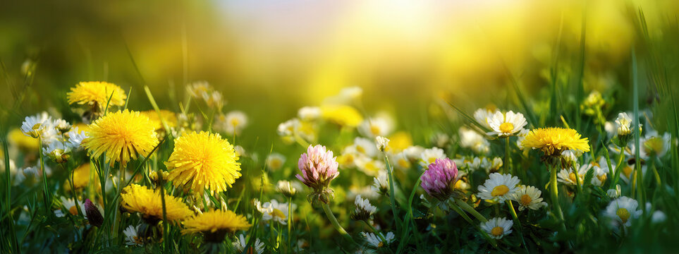 Close ground-level view of summer meadow filled with dandelions, daisies, and wildflowers under warm golden sunlight, shallow depth of field creating soft bokeh background and dreamy atmosphere ideal