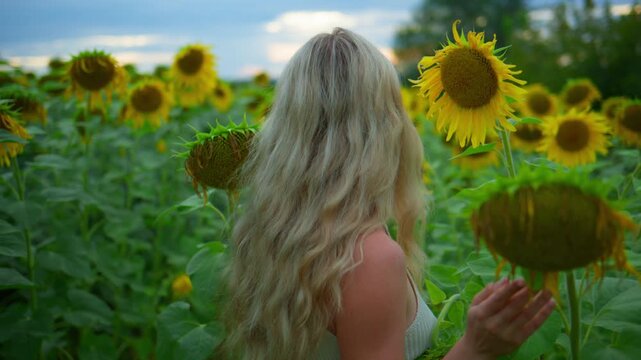 Blonde woman walks through sunflower field, hand touching blooms. Sunlight bathes scene, evoking calmness and joy. Perfect for nature, travel, or wellness projects. Field stretches wide