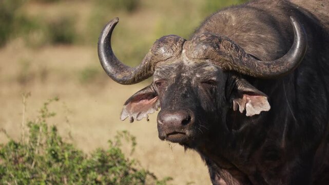African buffalo (Syncerus caffer), one of Africa&rsquo;s formidable Big Five species, in its natural habitat in Addo Elephant National Park, Eastern Cape, South Africa.