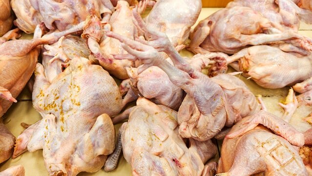 Farm raw chickens on the counter in the meat department of a supermarket. Raw chicken meat laid out on counter in butcher shop