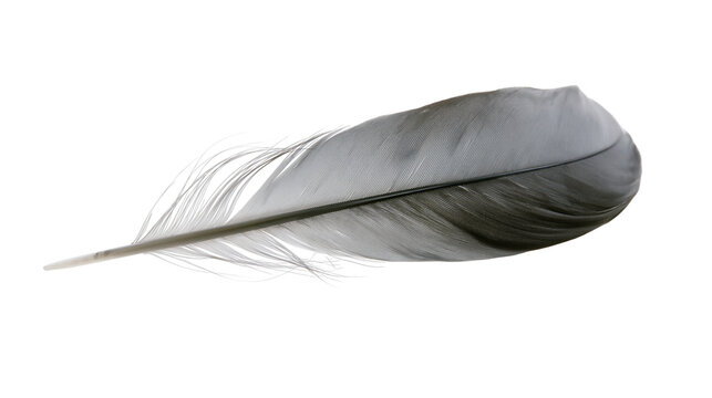 Single grey and white bird feather with soft downy texture