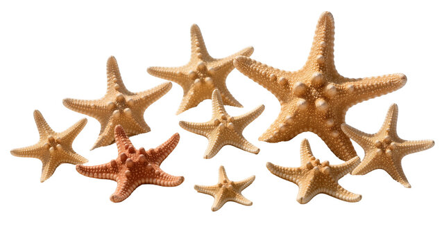 Group of various sized textured brown starfish arranged in a cluster