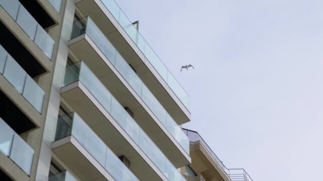 Seagull flying beside modern apartment buildings slow motion with glass balconies
