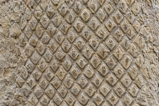 Fossil scale tree bark with diamond leaf scar pattern