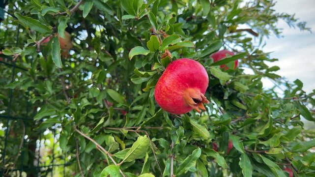 Bright Red Ripe Pomegranate Fruit Hanging On Branch Among Green Leaves In Summer Garden 