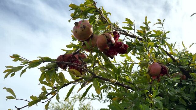 Ripe Pomegranate Fruits Hanging On Tree Branches Against Cloudy Sky In Orchard