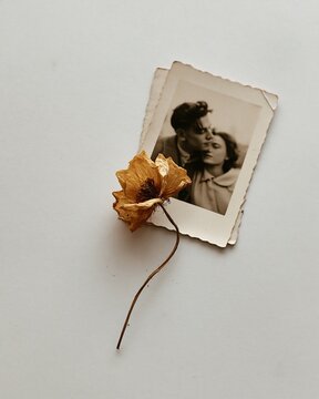 Vintage sepia portrait of couple on white background with dried golden flower, romantic memory keepsake