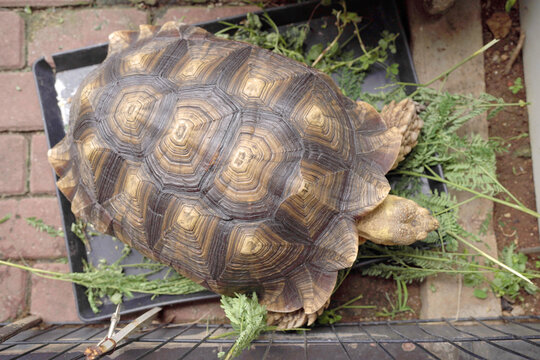 Large tortoise with brown shell and yellow markings