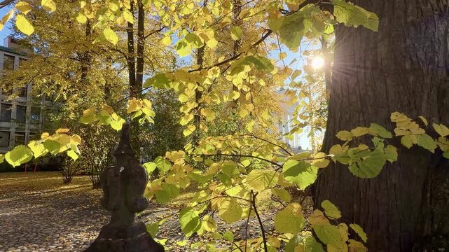 Sunlight Through Golden Autumn Leaves Beside a Park Tree Trunk