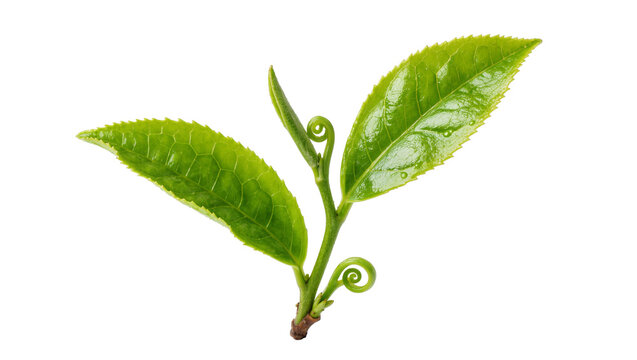 Fresh green tea leaves with tender buds and curled stems