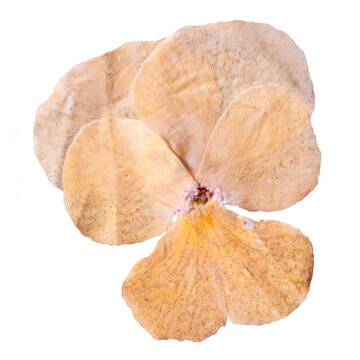 Pressed Dried Yellow Pansy Flower Petals Isolated. Good for Journal, Scrapbook, Decoration, DIY, Craft or Aesthetic Products.