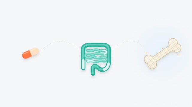 Minimal Flat Animation of Calcium and Vitamin D Capsule Releasing Nutrients Absorbed in Intestines and Delivered to Bone, Bone Density Concept, Seamless Loop