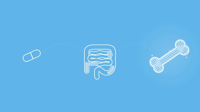 White Line Icons of Capsule, Intestines and Bone on Blue Background, Calcium and Vitamin D Absorbed and Delivered to Bone, Bone Health Concept, Seamless Loop