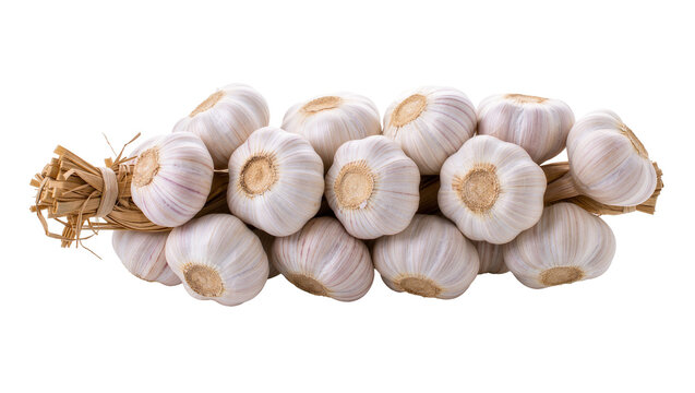 Braided bunch of fresh white garlic bulbs with dry stems
