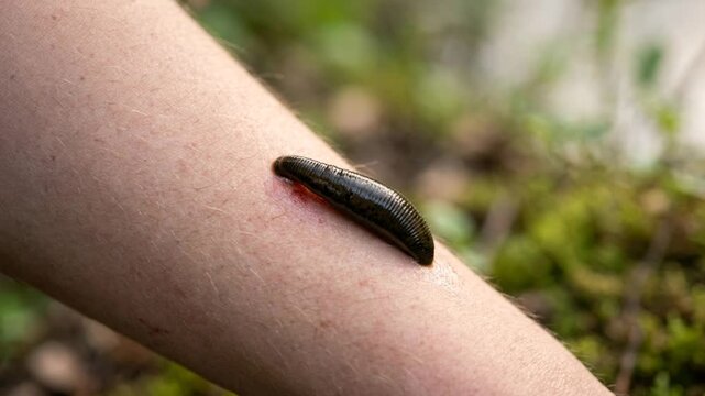 leech close up on a human arm at morning light in tropical forest video