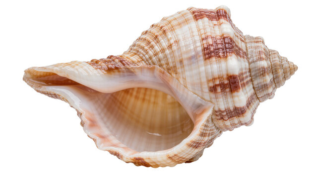Textured spiral seashell with brown markings, isolated on transparent background