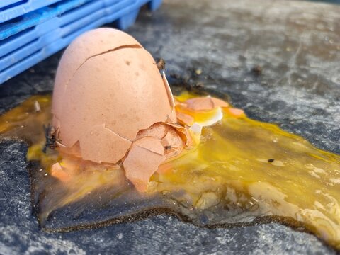 Close-up of a broken brown egg with spilled yolk on the ground attracting flies next to a blue tray