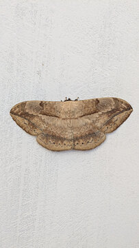 A large brown moth resting on the wall
