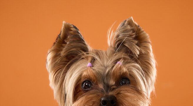 Yorkshire Terrier peeks into the frame against a bright orange backdrop. Close-up crop highlights curious eyes and upright ears with generous copy space.