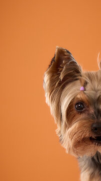 Yorkshire Terrier peeks from the edge of a bright orange studio backdrop. Playful cropped portrait shows one curious eye and upright ear with ample copy space.