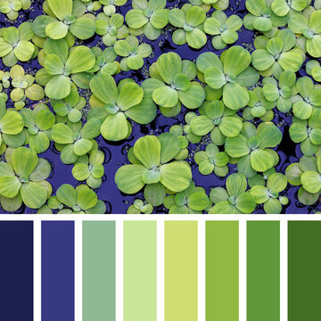 An overhead view of water lettuce plants in a lake, covering deep blue water, with a fresh natural color palette of blue, sage, lime, and green tones.