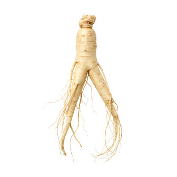 Forked pale ginseng root with long thin rootlets