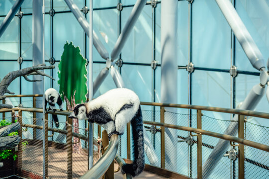 The black-and-white ruffed lemur is a large primate of the lemur family, endemic to the island of Madagascar.