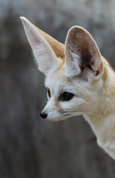 Fennec Fox (Vulpes zerda) Side Profile Close-Up, High-Resolution Photo