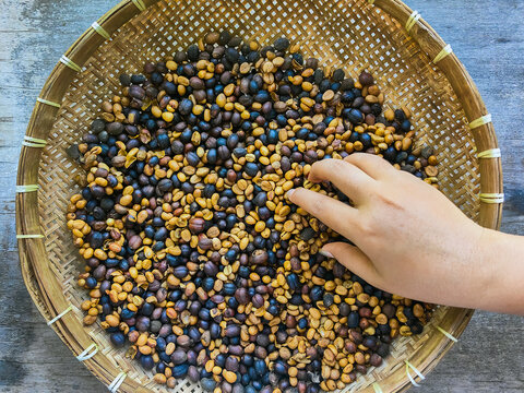 Hand holding elephant dung coffee beans over round bamboo tray.  Hand of woman holding raw parchment coffee beans produced from elephant dung coffee over woven bamboo tray drying on wooden table.
