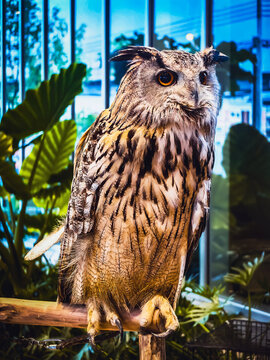 Majestic Eurasian eagle owl with sharp orange eyes and brown patterned feathers perched on wooden stand inside building with green plant background. Eurasian eagle-owl perched on wooden branch indoors
