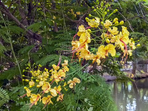 Yellow Poinciana or Peacock flowers blooming with delicate long stamens among green pinnate leaves. Blooming yellow Poinciana flowers on a tree branch. Natural background of lush foliage in park.