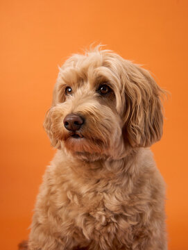 A Labradoodle with curly fur sits calmly, looking forward with a neutral expression, set against an orange background.