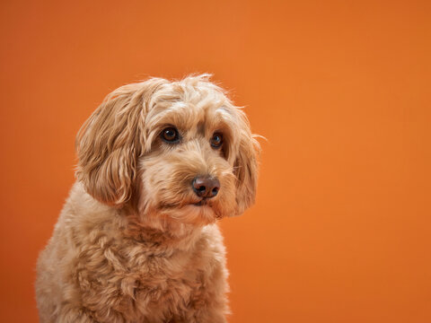 A Labradoodle with curly fur looks curiously to the side, set against an orange background.