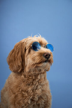 A Labradoodle with curly fur sits calmly with a neutral expression, set against a blue background.