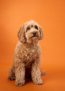 A Labradoodle with curly fur sits with paws outstretched, looking forward, set against an orange background.