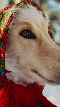 A Charming Dog with a Colorful Red Scarf Wrapped Around Its Head Exudes Cuteness and Unique Character in a Captivating Portrait Scene Outdoors