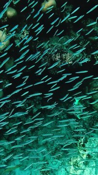 Vertical video. Large school of fish swims next to coral reef in Red sea. Egypt underwater