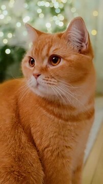 Charming Orange Cat Poses Gracefully in Front of a Blurred Festive Background with Shimmering Lights, Capturing the Essence of Holiday Cheer and Playfulness.