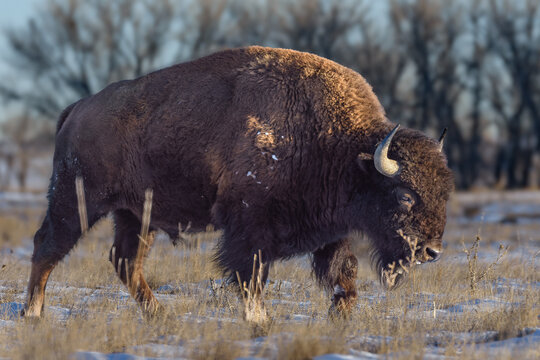 Wild American Bison on the high plains of Colorado. Mammals of North America.. Bison in a snowy field.